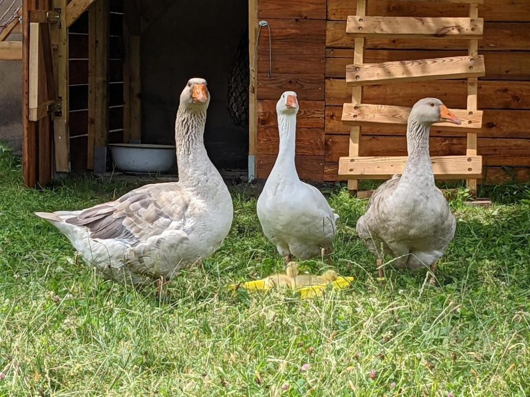 Helenes Ferienwohnung Auf Dem Bauernhof - Lausitzer Seenland Lauta Exteriör bild