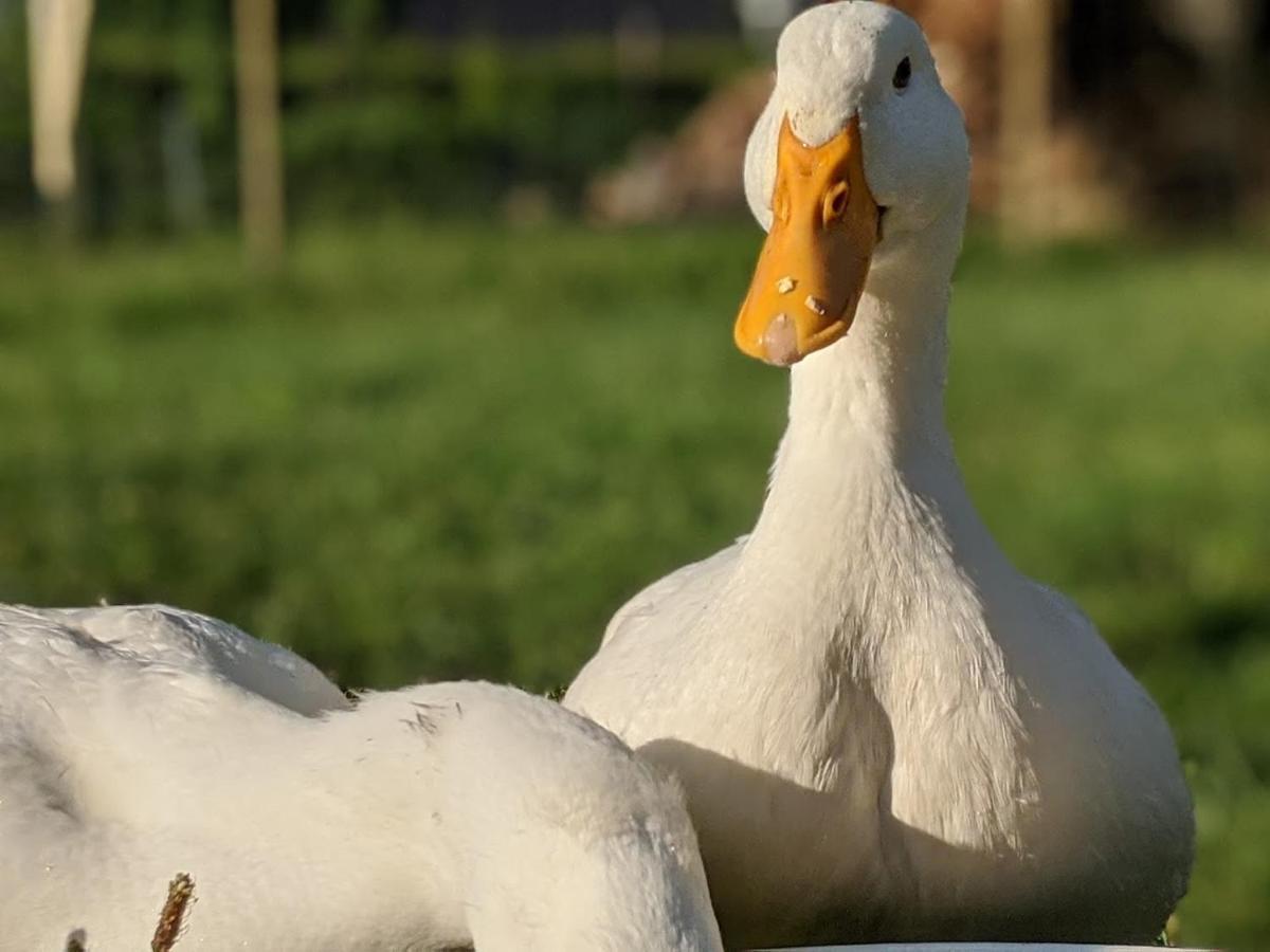 Helenes Ferienwohnung Auf Dem Bauernhof - Lausitzer Seenland Lauta Exteriör bild