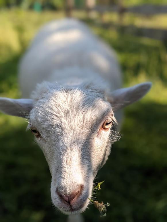 Helenes Ferienwohnung Auf Dem Bauernhof - Lausitzer Seenland Lauta Exteriör bild