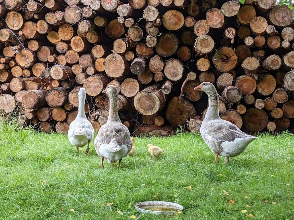 Helenes Ferienwohnung Auf Dem Bauernhof - Lausitzer Seenland Lauta Exteriör bild
