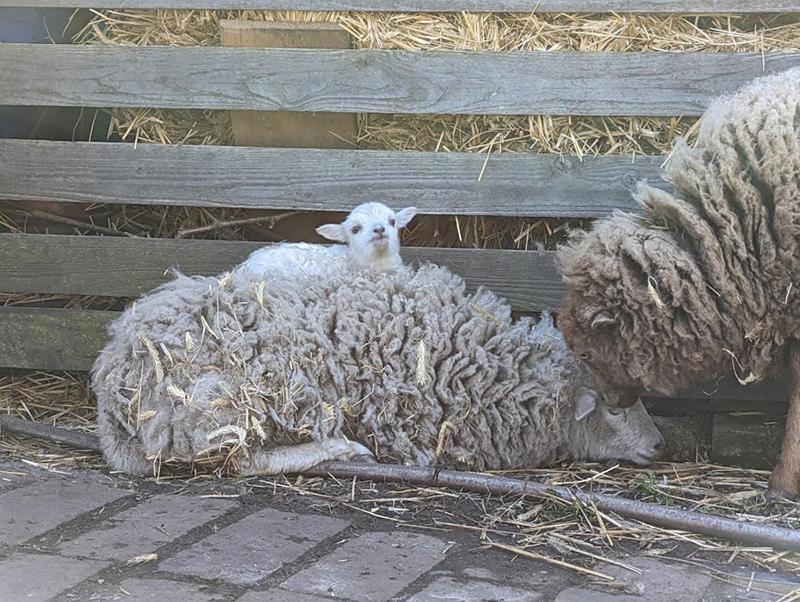 Helenes Ferienwohnung Auf Dem Bauernhof - Lausitzer Seenland Lauta Exteriör bild