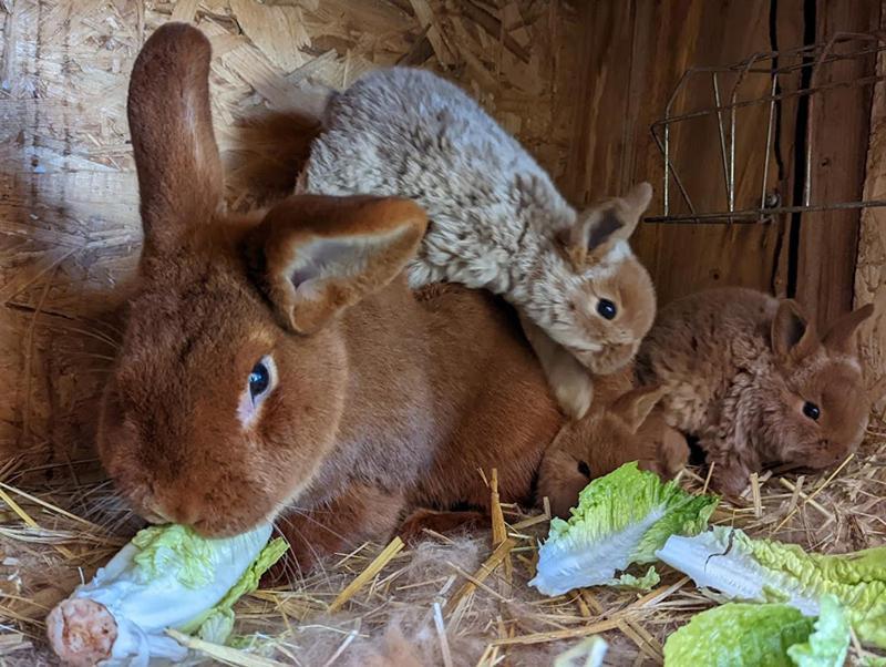 Helenes Ferienwohnung Auf Dem Bauernhof - Lausitzer Seenland Lauta Exteriör bild