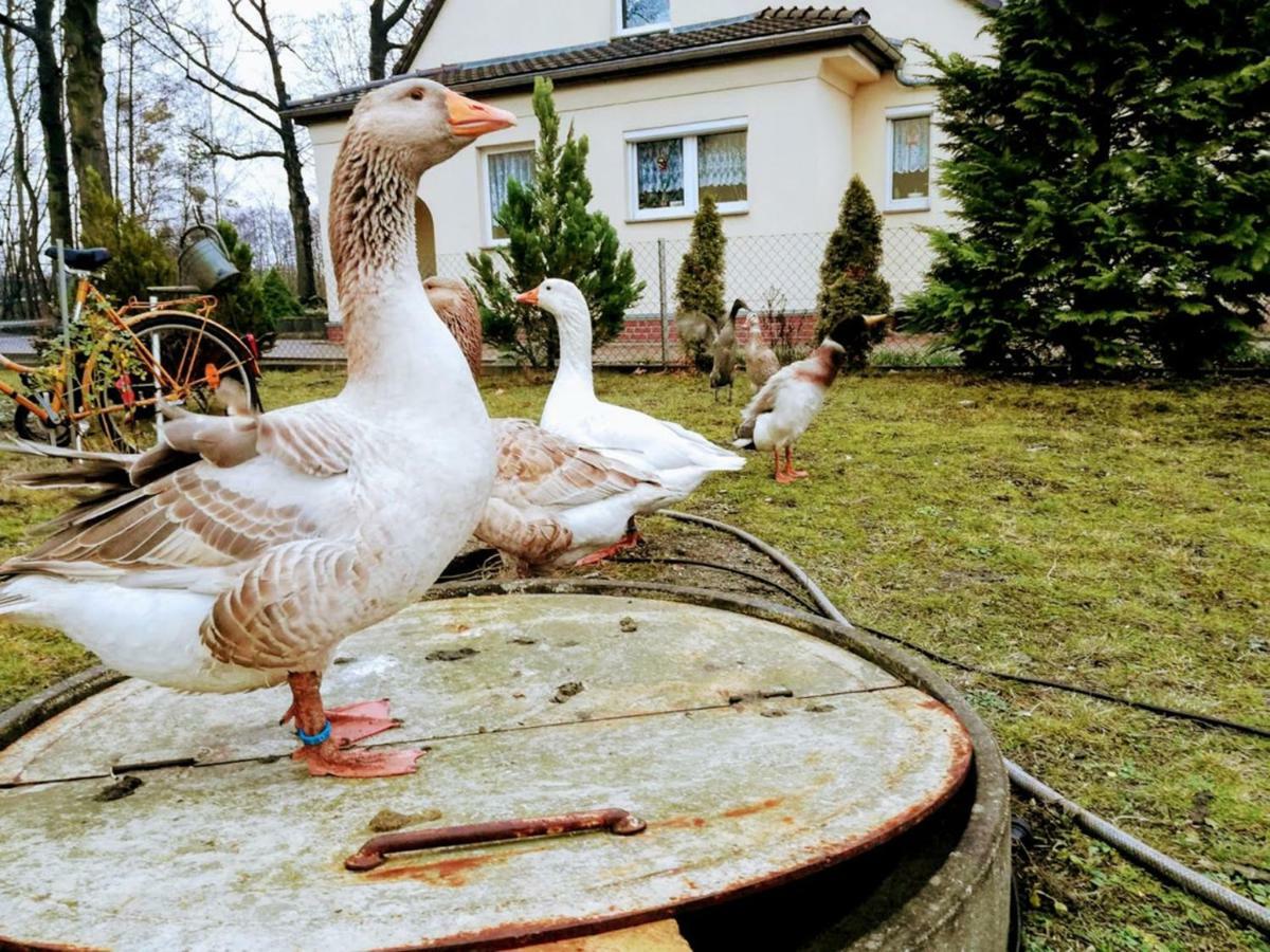 Helenes Ferienwohnung Auf Dem Bauernhof - Lausitzer Seenland Lauta Exteriör bild